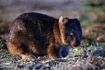 Common wombat {Vombatus ursinus} Tasmania, Australia