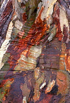Close up of River red gum tree bark {Eucalyptus camaldulensis} Australia