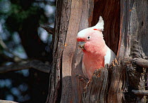 Major Mitchell's cockatoo / Pink cockatoo {Cacatua leadbeateri} at nest, Australia
