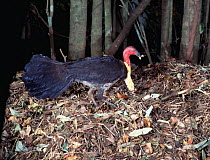 Brush turkey, male on nest mound {Alectura lathami} NE Australia