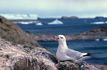 Southern / Antarctic fulmar calling {Fulmarus glacialoides} Antarctica