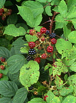 Blackberries ripening on bush {Rubus plicatus} UK