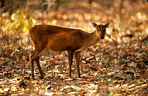 Indian muntjac / Barking deer {Muntiacus muntjac} female, Bandhavgarh NP, Madhya Pradesh, India