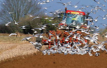 Black headed gulls {Chroicocephalus ridibundus} following the plough. Wiltshire, UK
