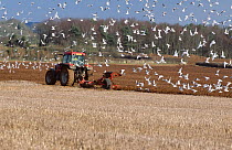 Black headed gulls {Chroicocephalus ridibundus} following the plough. Wiltshire, England
