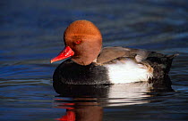 Red crested pochard male on water with crest raised {Netta ruffina} UK