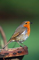Robin perched on gardeners trug {Erithacus rubecula} UK