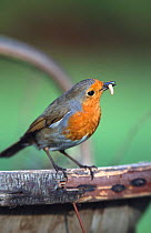 Robin perched with food on gardeners trug {Erithacus rubecula} UK