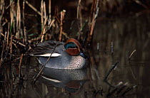 Common teal {Anas crecca} male at edge of pond. England, U