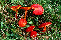 Scarlet hood toadstools in wet grassland {Hygrocybe coccinea} UK - waxcaps