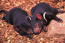 Orphaned Tasmanian devil babies asleep {Sarcophilus harrisii} Bonorong Wildlife Park, Tasmania