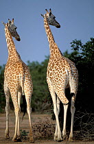 West African giraffe pair {Giraffa camelopardis peralta} Sahel, Niger, West-Africa.