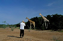 Tourist filming West African giraffes, sub-species endemic to Niger.