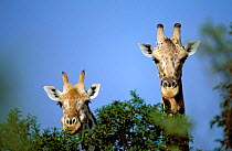 Pair of West African giraffes {Giraffe camelopardis peralta}. Male on right, female on left.