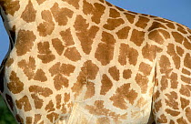 West African giraffe {Giraffe camelopardis peralta} skin detail.
