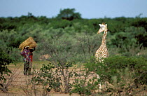 West African giraffe {Giraffe camelopardis peralta} in local village. Sahel, Niger.