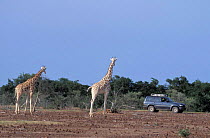 West African giraffes {Giraffe camelopardis peralta} inquisitive with car. Niger.
