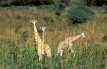 West African giraffes {Giraffe camelopardis peralta} in millet plantation. Sahel, Niger.