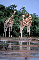 West African giraffes {Giraffe camelopardis peralta} in rainy season. Sahel, Niger.