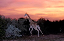 West African giraffe {Giraffe camelopardis peralta} running at dusk. Sahel, Niger.