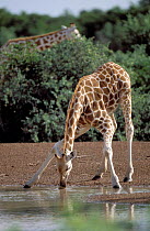 West African giraffe {Giraffe camelopardis peralta} drinking at waterhole. Sahel, Niger.
