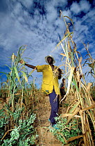 Harvesting millet at end of rainy season. Essential food source to locals, Sahel, Niger.