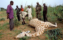 West African giraffe {Giraffa camelopardis peralta} poached by local people. Sahel, Niger. Anti-poaching unit investigates carcass; meat will be donated to villagers