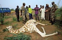 West African giraffe {Giraffa camelopardis peralta} poached by local people. Sahel, Niger.