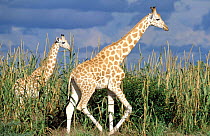 West African giraffes {Giraffa camelopardis peralta} in millet plantation Sahel, Niger.