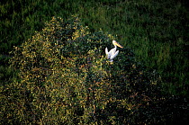 Eastern / Great white pelican {Pelecanus onocrotalus} rainy season, Okavango Delta, Botswana