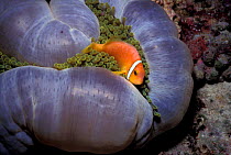 Maldives / blackfin anemone fish in anemone {Amphiprion nigripes} Maldives