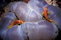 Maldives / Blackfin anemone fish in anemone {Amphiprion nigripes} Maldives