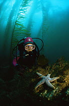 Diver watching starfish in giant kelp forest, California, USA