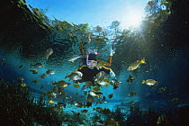 Diver with river basslets in freshwater spring, Florida, USA