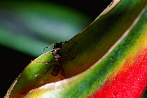 Ponerine ant {Ectatomma ruidum} feeds on {Heliconia rostrata} nectar. South America