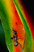 Ponerine ant {Ectatomma ruidum} feeds on {Heliconia rostrata} nectar. South America