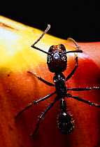Giant ponerine ant {Paraponera clavata} feeds on Heliconia sarapiquensis nectar. S America