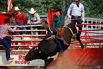 Man on bucking bull at Rodeo, USA