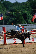 Man on bucking horse at Rodeo, USA