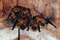 Big brown bats roosting in rafters {Eptesicus fuscus} Connecticut, USA