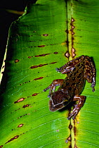 Yucatan casque headed treefrog {Triprion petasatus} Belize