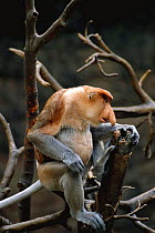 Proboscis monkey male {Nasalis larvatus} captive, Bronx Zoo.