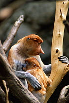 Proboscis monkey with young {Nasalis larvatus} captive, Bronx Zoo.