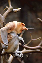 Proboscis monkey male calling {Nasalis larvatus} captive, Zoo.