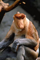 Proboscis monkey male {Nasalis larvatus} captive, Zoo.