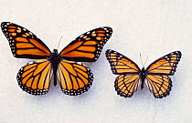 Smaller Viceroy butterfly mimics larger poisonous Monarch butterfly for defence