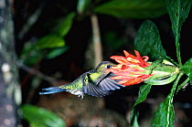 Green crowned brilliant male feeding {Heliodoxa jacula} Monteverde, Costa Rica