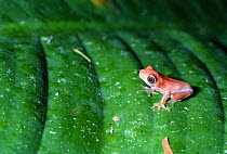 Red eyed treefrog, one-week-old froglet {Agalychnis callidryas} Costa Rica