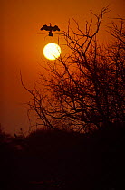 Darter / Anhinga spreads its wings at sunrise, Keoladeo Ghana NP, Bharatpur, Rajasthan, India