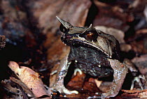 Bornean horned frog camouflaged in leaf litter {Megophrys nasuta} Malaysia